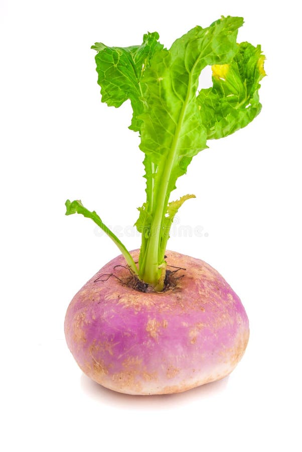 Ripe Turnip Vegetable Closeup 2 Stock Image Image of vegetable