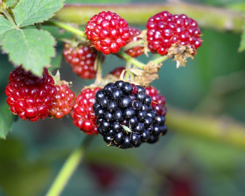 Ripe And Unripe Blackberries On The Bush With Selective Focus. Bunch Of