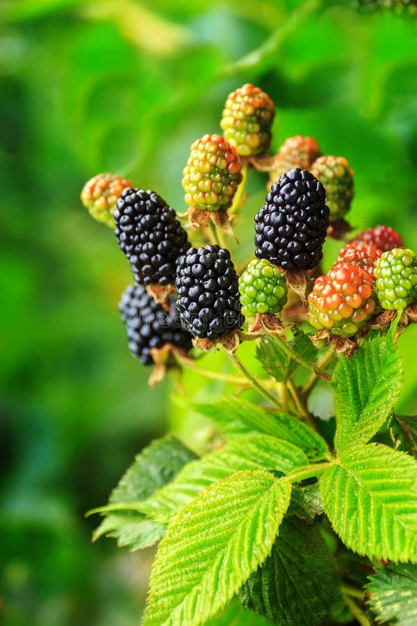 Ripe And Unripe Blackberries On The Bush With Selective Focus. Bunch Of ...