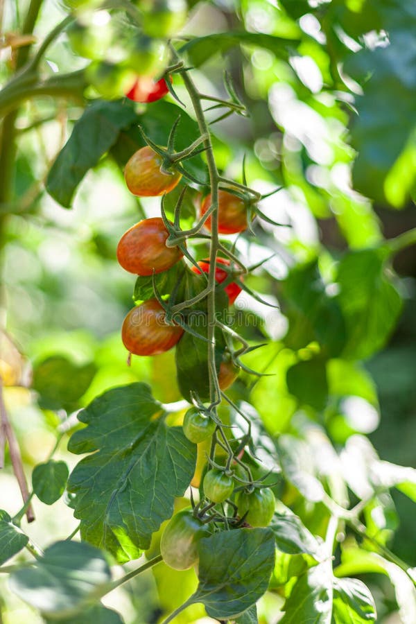 Ripe and unripe cherry tomatoes growing on a branch in an organic greenhouse garden stock image Ripe and unripe cherry tomatoes growing on a branch in an organic greenhouse garden stock image
