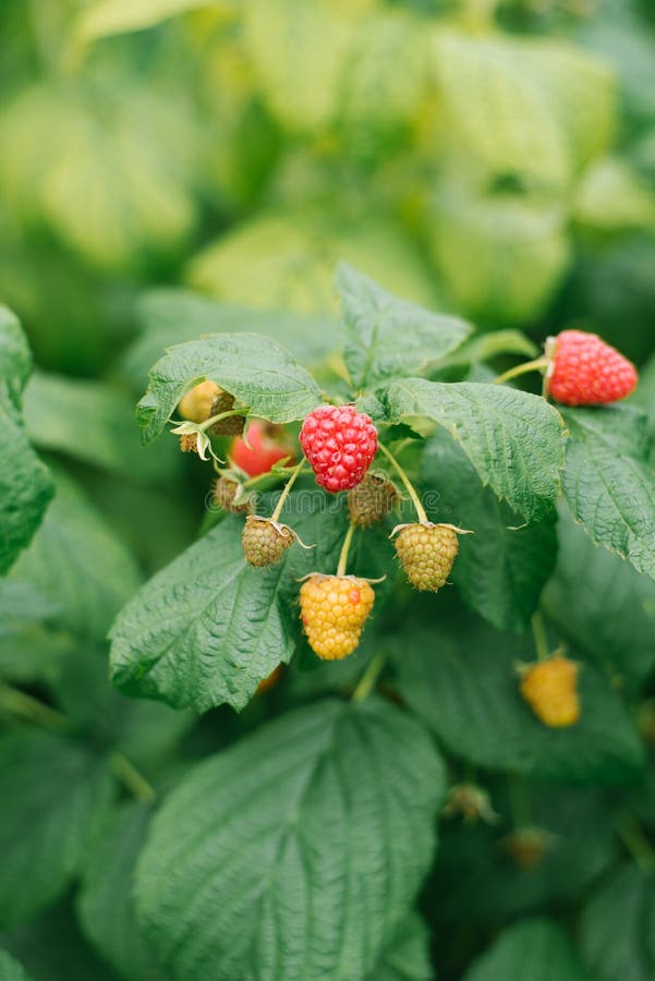 Ripe and unripe raspberries in the sun grow on a Bush in the orchard. An agricultural product grown without fertilizers or