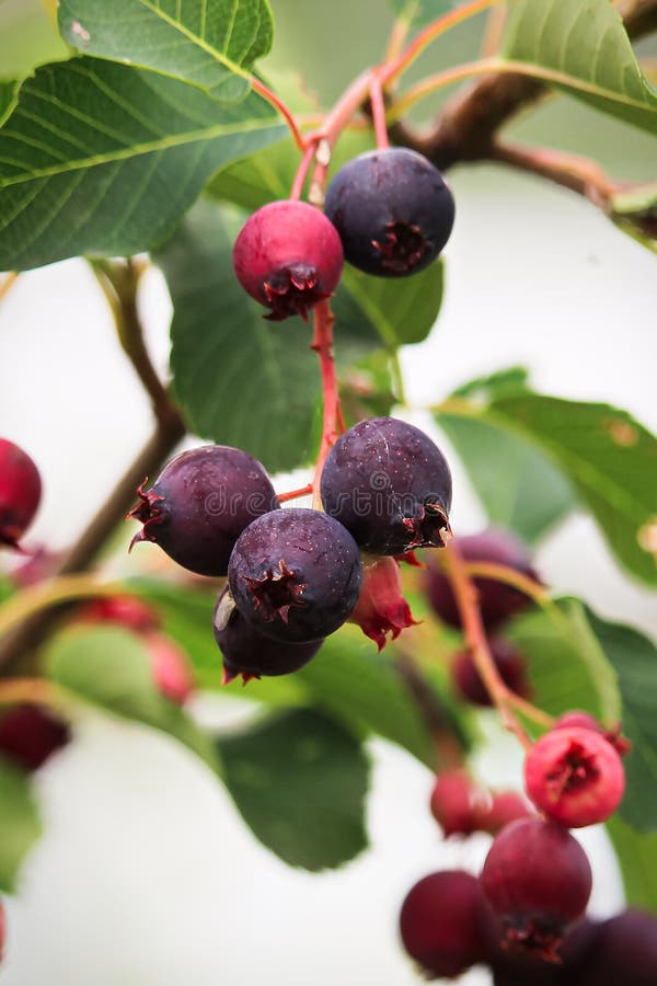 Amelanchier Saskato Onberry (Keře jsou, jsou vzpřímené, Keře jsou vzpřímené, muchovníku olšolistého) Amelanchier Saskato Onberry