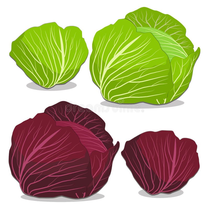 Cartoon Cabbages. Fresh Lettuce Leaves, Vegetarian Diet Salad And