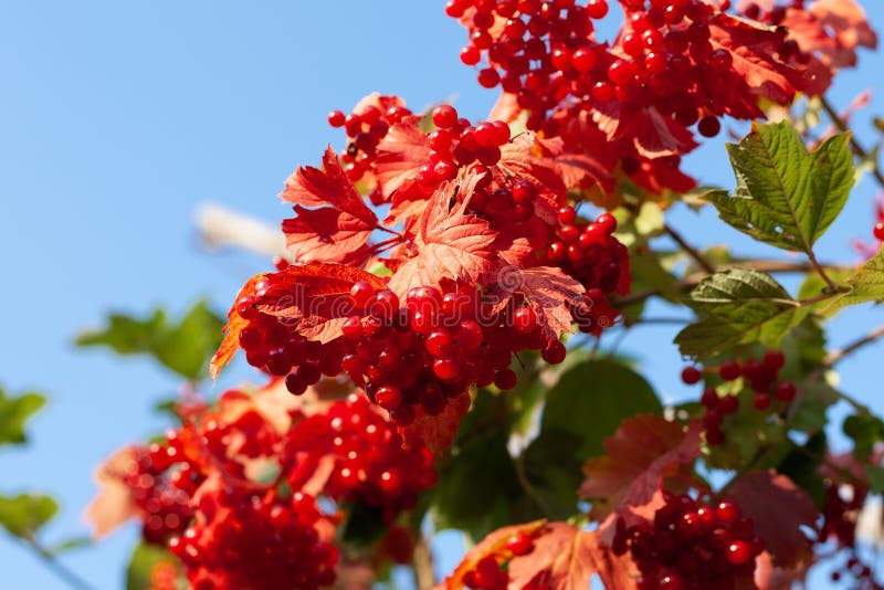Ripe viburnum berries on a bush. Ripe berries in the garden royalty free stock photography