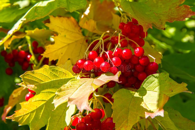 Ripe viburnum berries on a viburnum bush stock photos