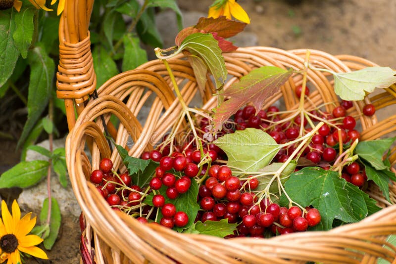 Ripe viburnum berries in wicker basket royalty free stock photography