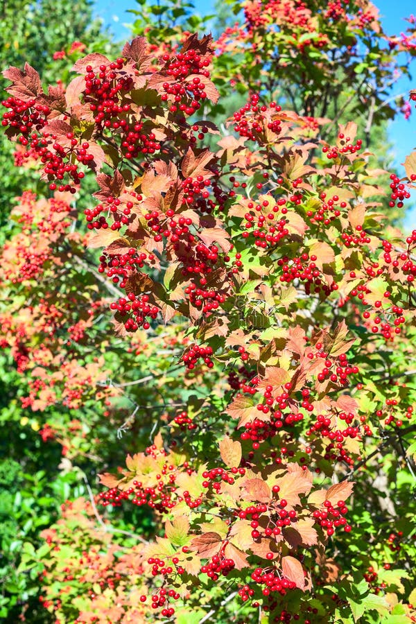 Ripe viburnum on branch against green leaves stock image