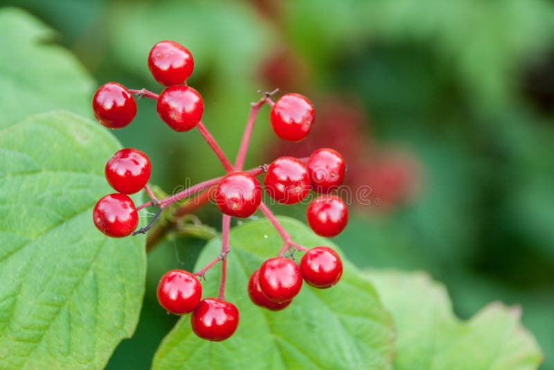 Ripe viburnum on green background royalty free stock photo
