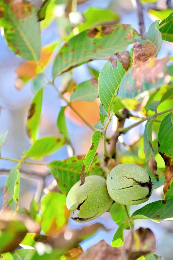 Ripe walnut in opened shell