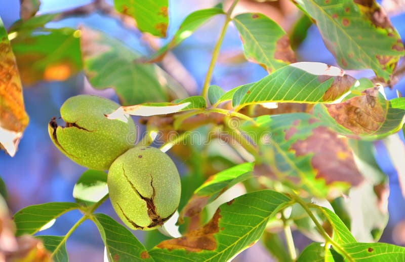 Ripe walnut