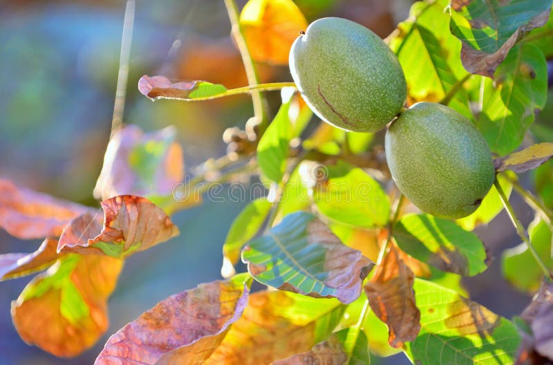 Ripe walnut on a tree