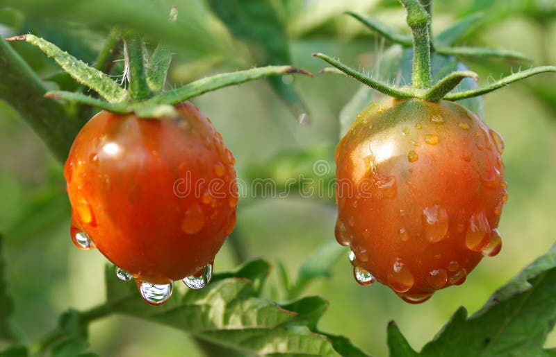 Ripe wet tomatoes on plant