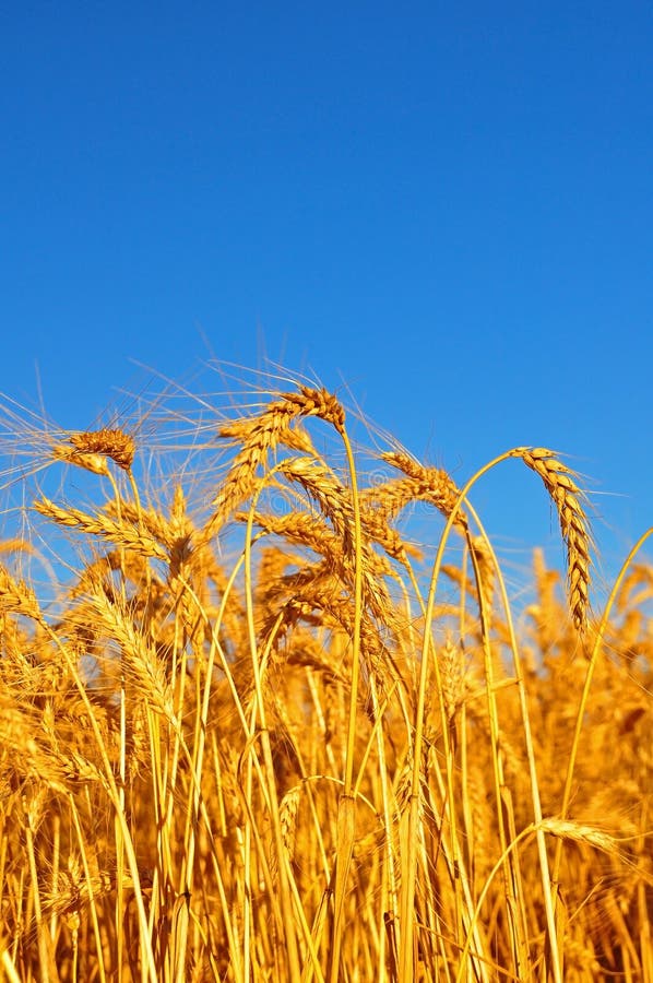 Ripe Wheat stock photo. Image of