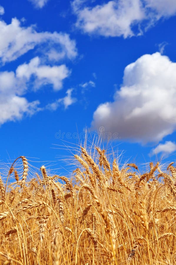 Ripe Wheat stock image. Image of