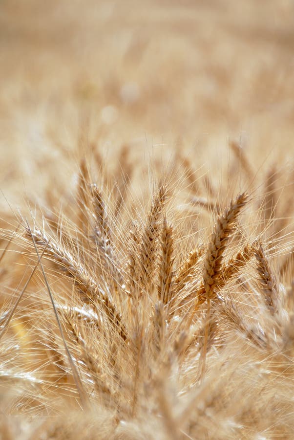 Ripe Wheat stock image. Image of