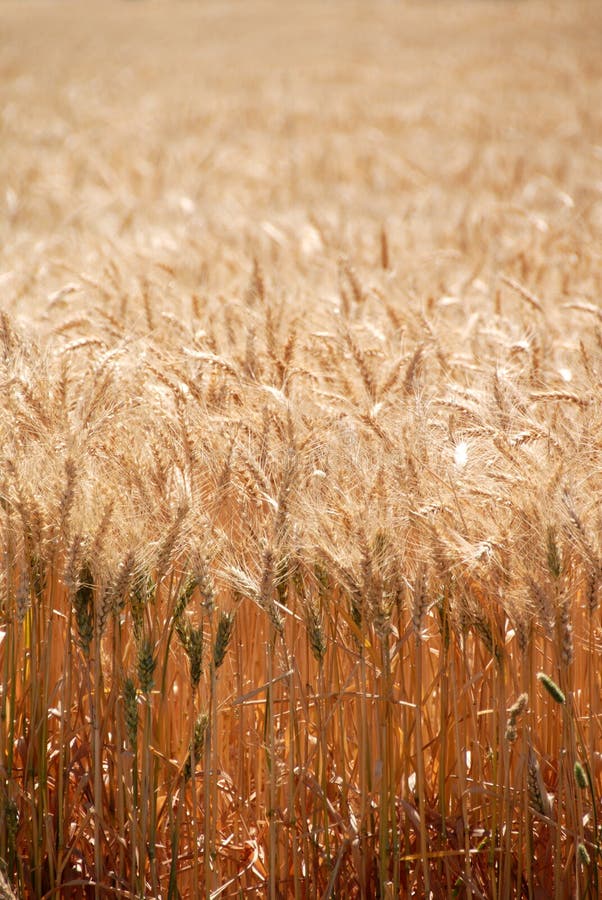 Ripe Wheat stock image. Image of