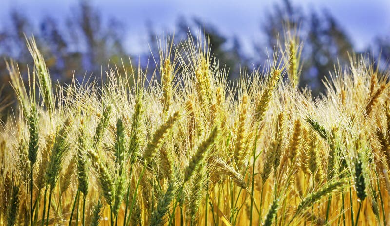 Ripe wheat crop