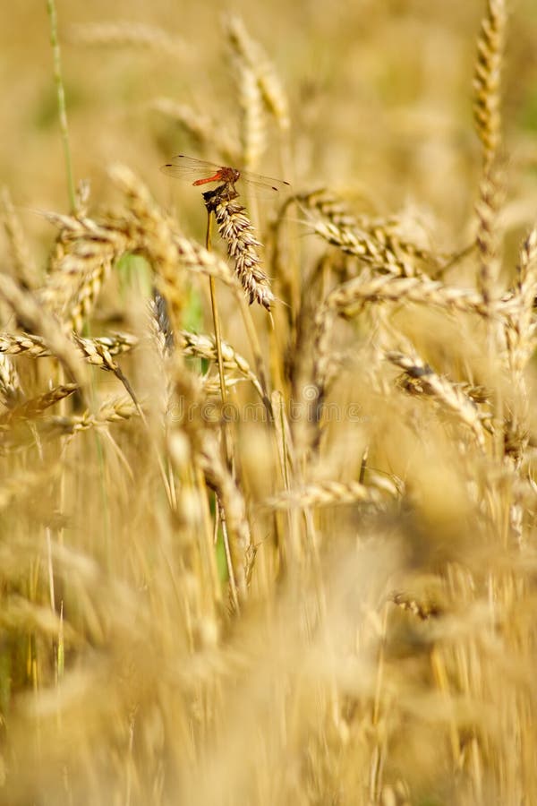 Ripe wheat with dragonfly