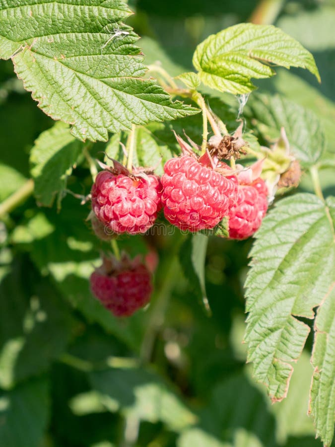 Wild Raspberry Plants stock photo. Image of nature, hiking 101887300