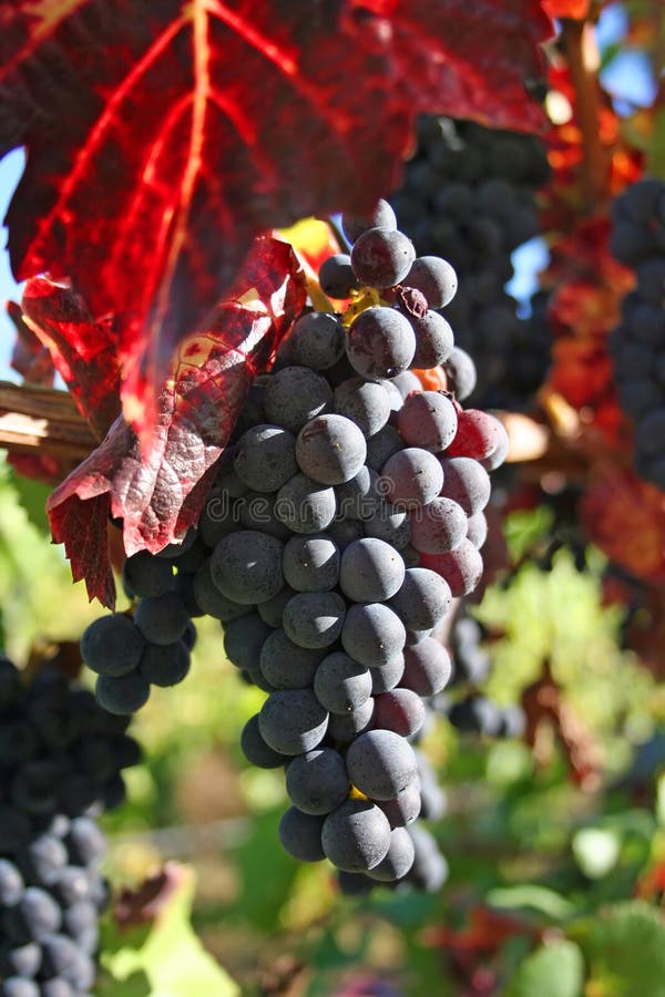 Ripe Wine Grapes stock image. Image of grapes, farming 1260395