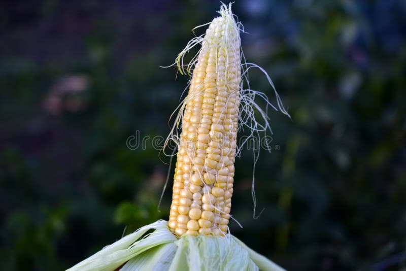 Ripe Yellow Corn Cob Close Up in the Evening Stock Image Image of