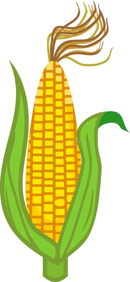 Corn Ear Stock Illustrations 11 018 Corn Ear Stock Illustrations Vectors Clipart Dreamstime