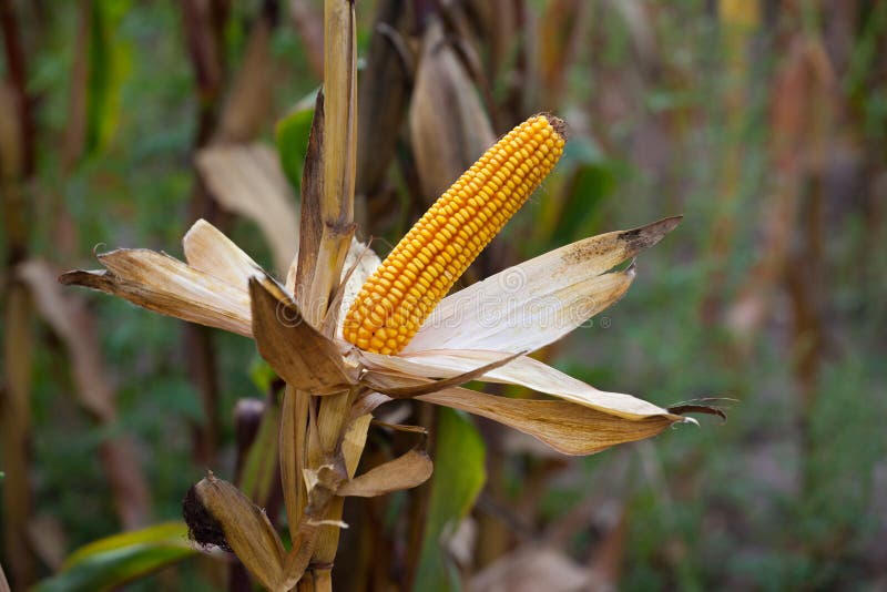 Ripe, yellow ear of sweet corn on the field. Organic, agronomist.