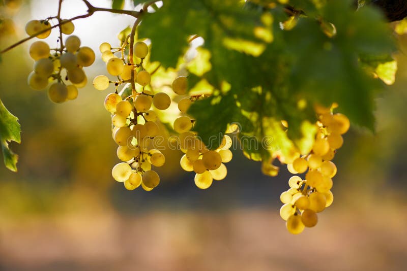 Ripe Yellow Grapes on a Vineyard Stock Photo Image of bright, growing