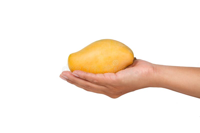 Yellow ripe mango on farmer hand isolated white background