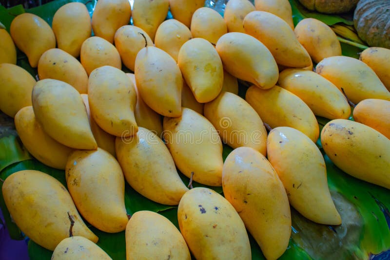 Premium Photo Mango isolated One ripe sweet yellow mango