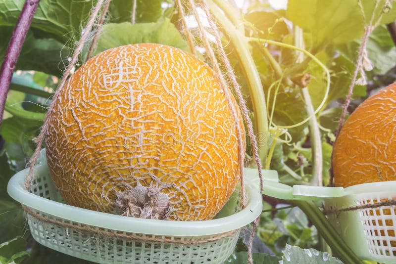 Ripe Yellow Melons Grow in the Greenhouse Stock Image Image of