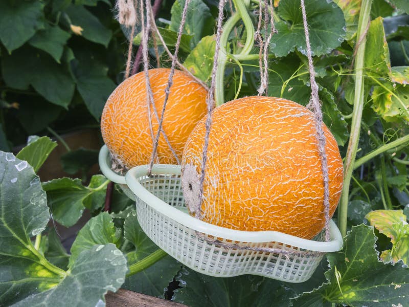 Ripe Yellow Melons Grow in the Greenhouse Stock Image Image of