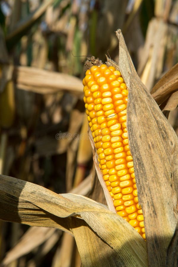 Ripe Yellow Organic Corn Ear Ready To Harvest Stock Photo Image of
