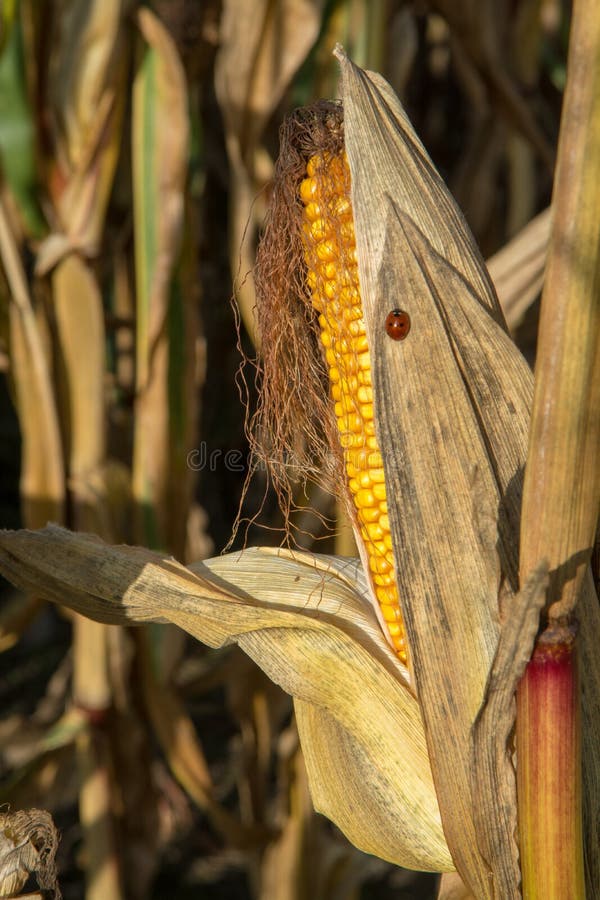 Ripe Yellow Organic Corn Ear Ready To Harvest Stock Image Image of