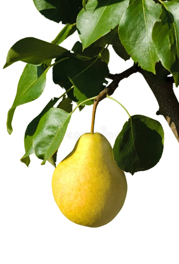 Ripe yellow pear on a branch