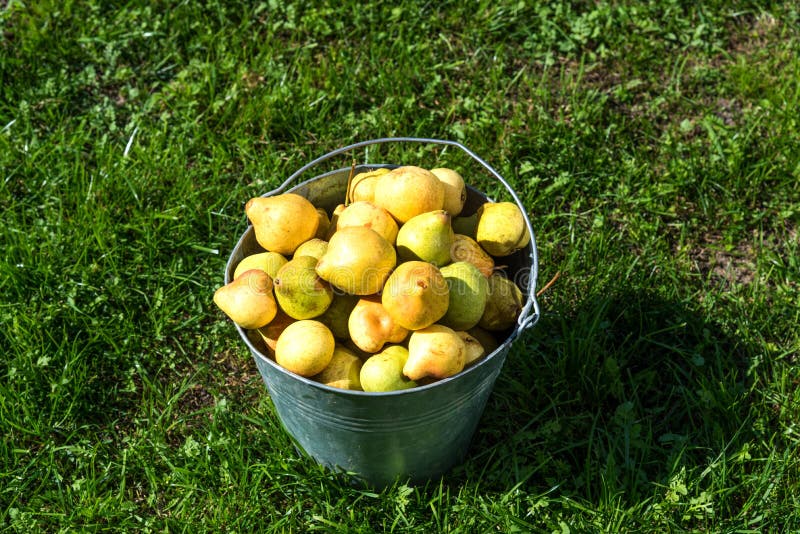 Ripe yellow pears in bucket in the garden. Leaf, plant.