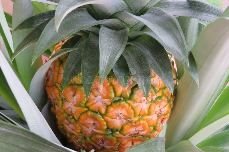 Growing Pineapple in the Garden, Closeup Stock Image Image of green
