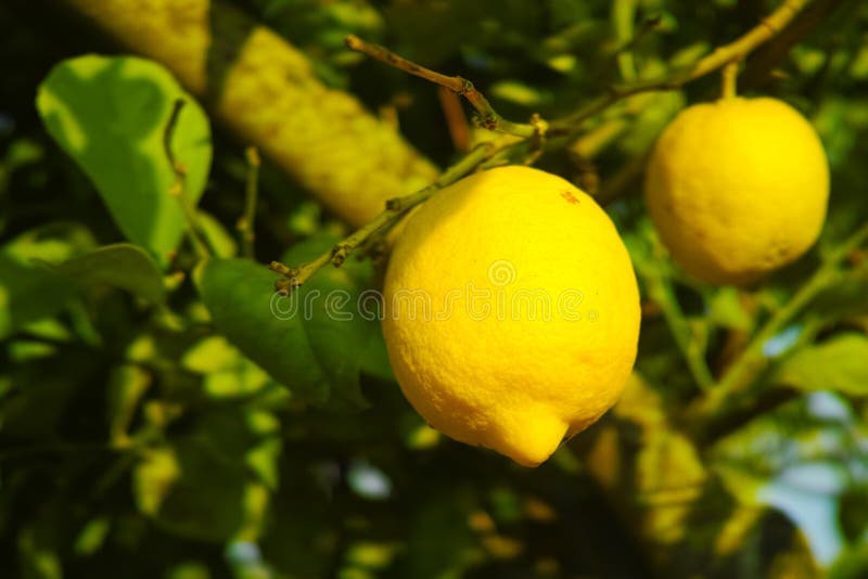 Sicilian lemons on sale Stock Photo - Alamy