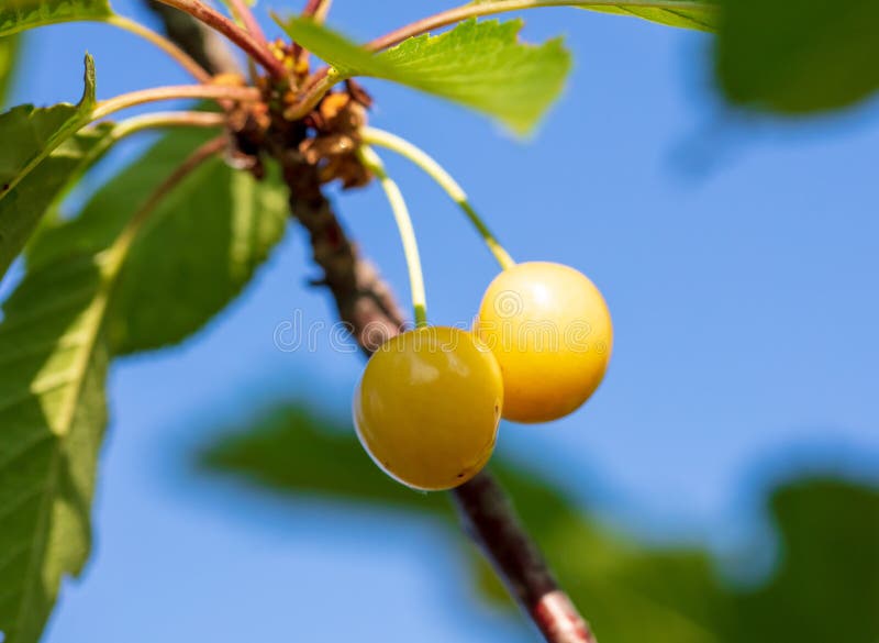 wht does cherrytree software do wht does cherrytree software do