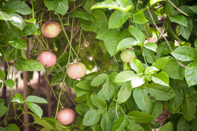 Riped passion fruit stock photo. Image of nutrition, green 67240634