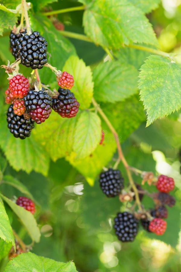 Blackberry orchard stock photo. Image of cultivated, plant - 14845436