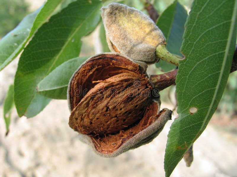 The ripened almond nut