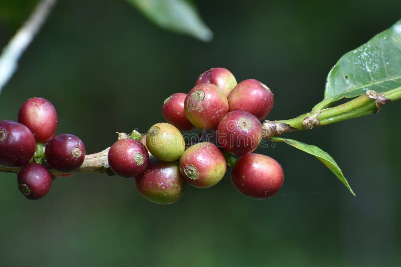 Ripened coffee fruits stock photo. Image of branch, leaf 246965882