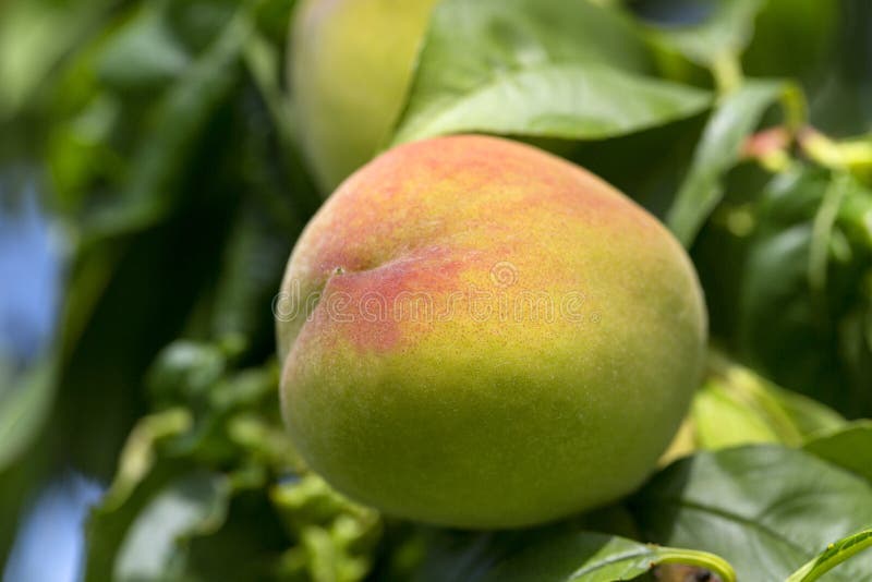 ripened peach sexsim crack ripened peach sexsim crack