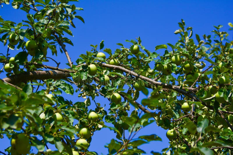 Ripening apples stock image. Image of sweet, fresh, leaves 57327005