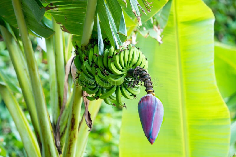 Bananas did you have. Плод банана. Строение дерева банана. Название плодов банан. Банан вид плода.