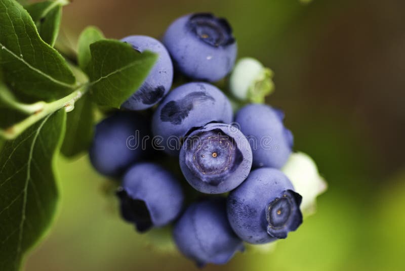 Close-up skupiny čučoriedky dozrievanie na krík.