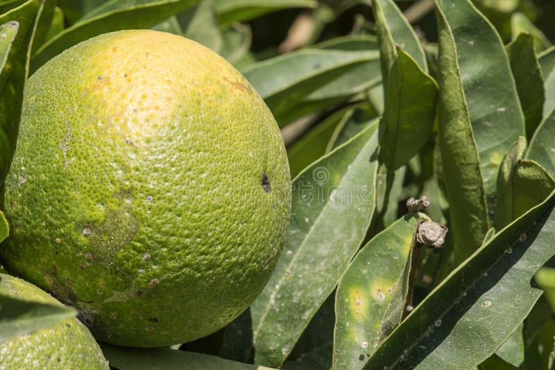 Ripening Citrus Fruit Spain Stock Photo Image of natural, summer