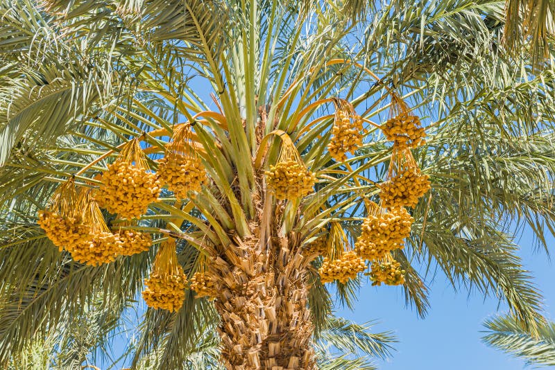Ripening dates in the blue sky royalty free stock photos