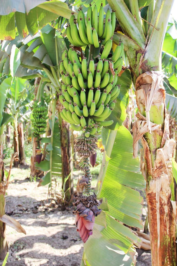 Ripening Fruit of Banana on the Palm Tree Stock Image - Image of crop
